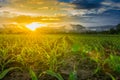 Young green corn field Royalty Free Stock Photo