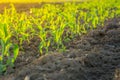 Young green corn field in agricultural garden and light shines sunset Royalty Free Stock Photo