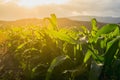 Young green corn field in agricultural garden and light shines sunset Royalty Free Stock Photo