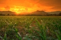 Young green corn field in agricultural garden and light shines sunset Royalty Free Stock Photo