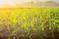 Young green corn field in agricultural garden and light shines sunset Royalty Free Stock Photo