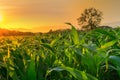 Young green corn field in agricultural garden and light shines sunset Royalty Free Stock Photo