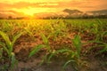 Young green corn field in agricultural garden and light shines sunset Royalty Free Stock Photo