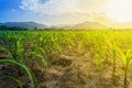 Young green corn field in agricultural garden and light shines sunset. Royalty Free Stock Photo