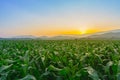 Young green corn field at Thailand agricultural garden and light shines sunset Royalty Free Stock Photo