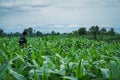 Young green corn field in agricultural garden and light shines