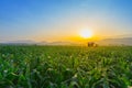 Young green corn field at Thailand agricultural garden and light shines sunset Royalty Free Stock Photo