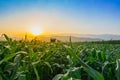 Young green corn field at Thailand agricultural garden and light shines sunset Royalty Free Stock Photo