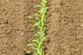 Young Green Corn Growing on the Field. Young Corn Plants Royalty Free Stock Photo