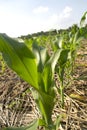Young green corn growing on the field. Young Corn Plants Royalty Free Stock Photo