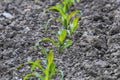 Young Green Corn Growing on the Field, Young Corn Plants Royalty Free Stock Photo