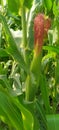 Young green corn growing on the field. Young Corn Plants. Corn grown in farmland, cornfield. Royalty Free Stock Photo