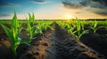 Young green corn growing on the field at sunset. Agricultural landscape. Generative AI