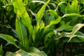 Young green corn growing on the field at sunset background. Young corn plants. Corn grown in farmland, cornfield. Royalty Free Stock Photo