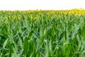 Young green corn growing on the field at sunset. Young Corn Plants. Corn grown in farmland, cornfield Royalty Free Stock Photo