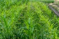 Young green corn growing on the field at sunset. Young Corn Plants. Corn grown in farmland, cornfield Royalty Free Stock Photo