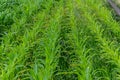 Young green corn growing on the field at sunset. Young Corn Plants. Corn grown in farmland, cornfield Royalty Free Stock Photo