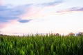 Young green corn growing on the field at sunset. Young Corn Plants. Corn grown in farmland, cornfield. Royalty Free Stock Photo