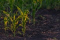 Young green corn growing on the field at sunset. Young Corn Plants. Corn grown in farmland, cornfield. Stalks, Moldova Royalty Free Stock Photo