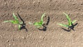 Young green corn growing on the field. Top View. Royalty Free Stock Photo