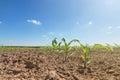 Young green corn growing on the field. Young Corn Plants. Royalty Free Stock Photo