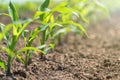 Young green corn growing on the field. Young Corn Plants. Royalty Free Stock Photo