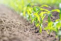 Young green corn growing on the field. Young Corn Plants. Royalty Free Stock Photo