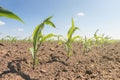Young green corn growing on the field. Young Corn Plants. Royalty Free Stock Photo