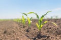 Young green corn growing on the field. Young Corn Plants. Royalty Free Stock Photo