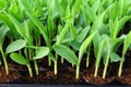 Young green corn, maize, sweet corn seedling Royalty Free Stock Photo