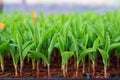 Young green corn, maize, sweet corn seedling Royalty Free Stock Photo