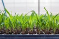 YOUNG GREEN CORN, MAIZE, SWEET CORN SEEDLING Royalty Free Stock Photo