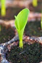 Young green corn, maize, sweet corn seedling in pod for experiment. Royalty Free Stock Photo