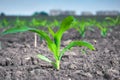 Young green corn plant against the background of urban buildings Royalty Free Stock Photo