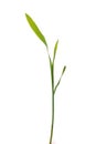 Young green corn plant sprout Royalty Free Stock Photo