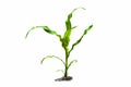 Young green corn plant on white background Royalty Free Stock Photo