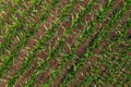 Young green corn plants in cultivated field, aerial shot from drone pov Royalty Free Stock Photo