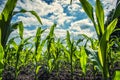 Young green corn plants on farmland - extreme low angle shot Royalty Free Stock Photo