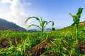 Young green corn plants on farmland. Farm corn and agriculture concept Royalty Free Stock Photo