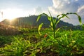 Young green corn plants on farmland. Farm corn and agriculture concept Royalty Free Stock Photo