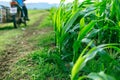 Young green corn plants on farmland. Farm corn and agriculture concept Royalty Free Stock Photo