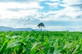 Young green corn plants on farmland. Farm corn and agriculture concept Royalty Free Stock Photo