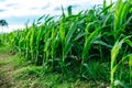 Young green corn plants on farmland. Farm corn and agriculture concept Royalty Free Stock Photo