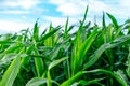 Young green corn plants on farmland. Farm corn and agriculture concept Royalty Free Stock Photo