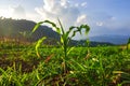 Young green corn plants on farmland. Farm corn and agriculture concept Royalty Free Stock Photo