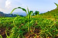 Young green corn plants on farmland. Farm corn and agriculture concept Royalty Free Stock Photo