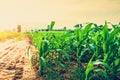 Young green corn plants on farmland. Plant Diseases Royalty Free Stock Photo