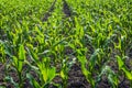 Young green corn plants on farmland Royalty Free Stock Photo