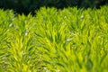 Young green corn plants growing on farm field in rows Royalty Free Stock Photo