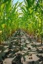 Young green corn plants growing on farm field in rows Royalty Free Stock Photo